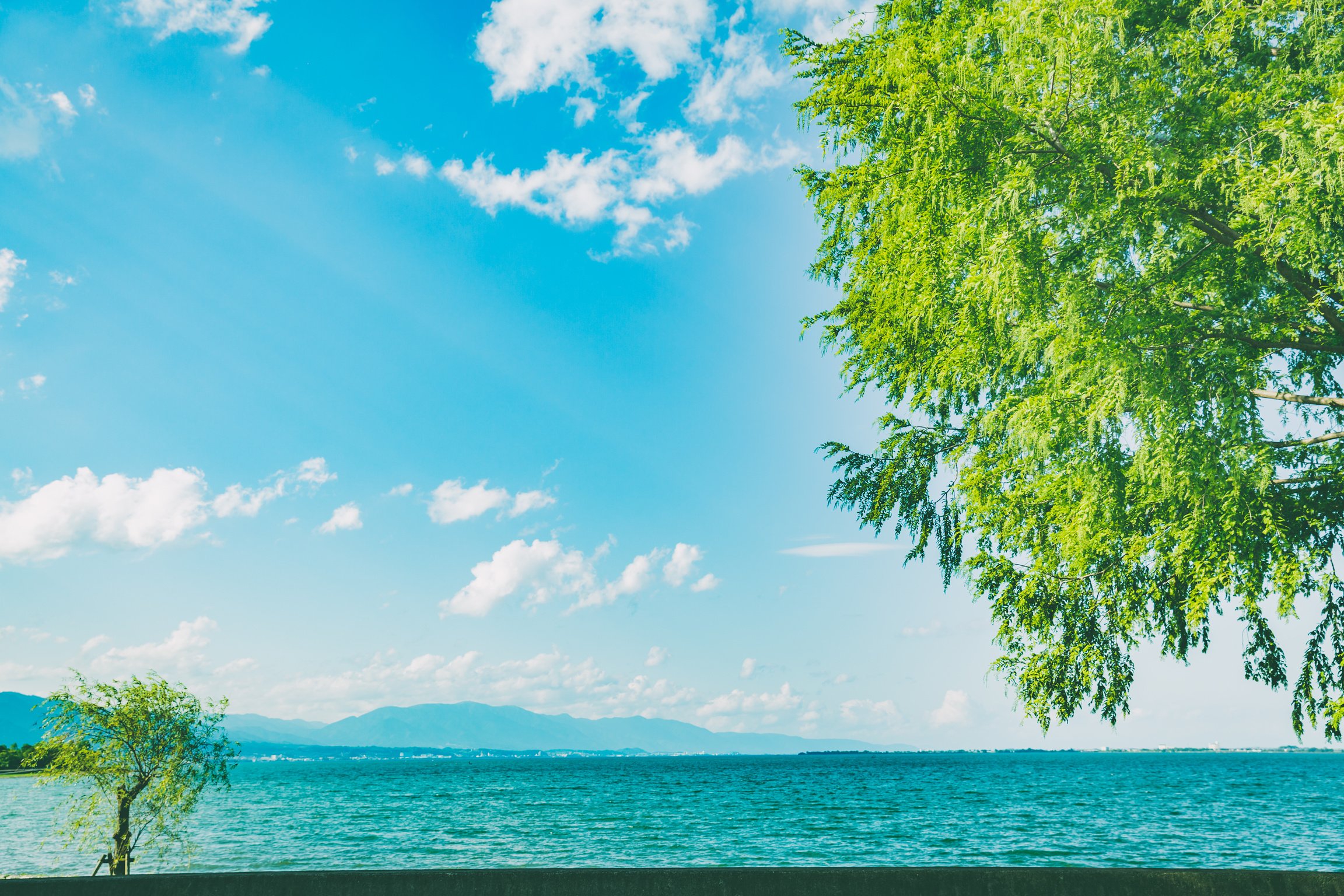 Sky over Blue Sea with a Tree